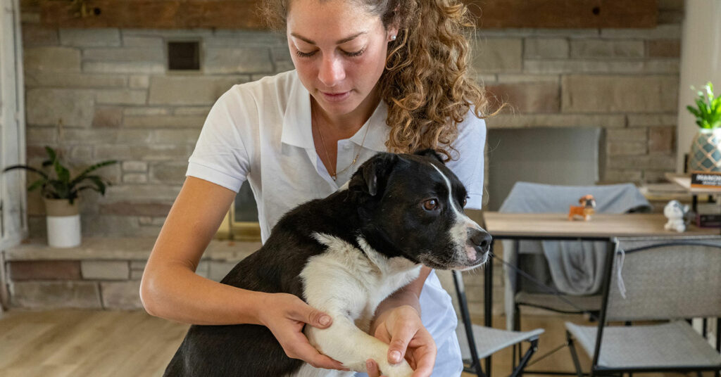 Manon Turbe Osteopath manipulating a dog